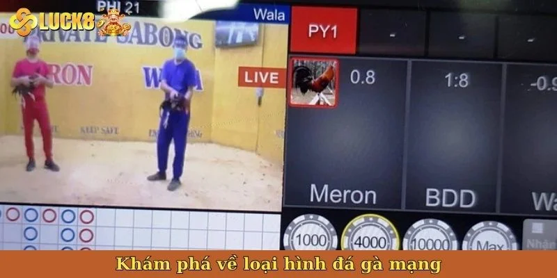 kham-pha-ve-loai-hinh-da-ga-mang