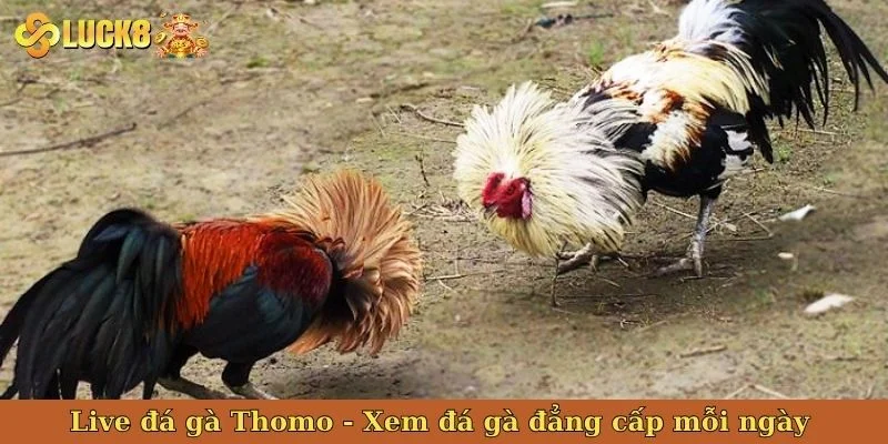 live-da-ga-thomo-bia